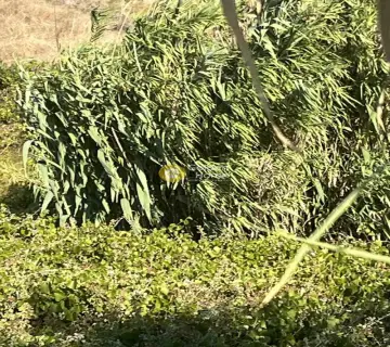 Αγροτεμάχιο 1000τ.μ. προς πώληση φωτογραφία 4389763