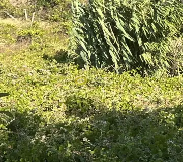 Αγροτεμάχιο 1000τ.μ. προς πώληση φωτογραφία 4389769