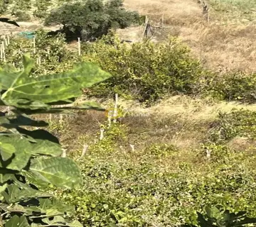 Αγροτεμάχιο 1000τ.μ. προς πώληση φωτογραφία 4389770