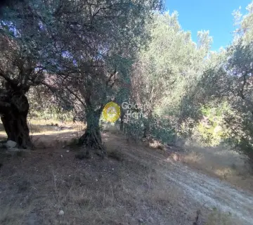Residential 12000m<sup>2</sup> for rent photo 4434385