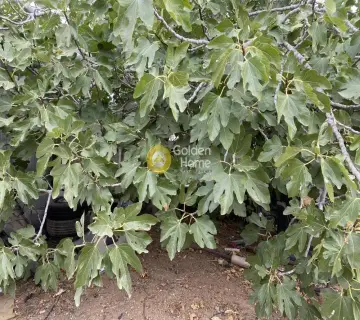 Golden Home Property Image