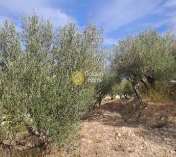Επαγγελ. Οικόπεδο 4217τ.μ. προς πώληση φωτογραφία 4466999