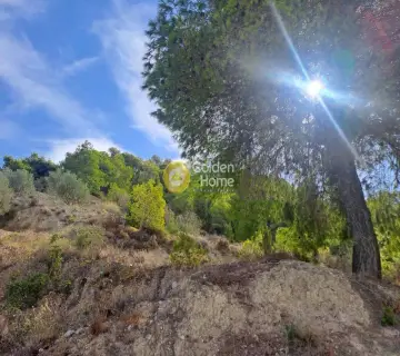 Επαγγελ. Οικόπεδο 4217τ.μ. προς πώληση φωτογραφία 4467000