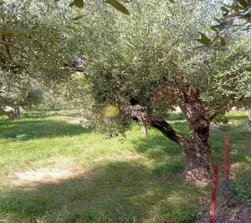 Residential 960m<sup>2</sup> for sale photo 8