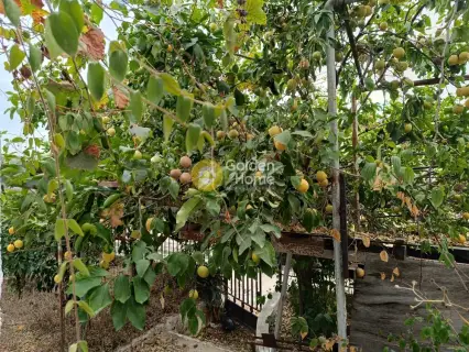 Golden Home Property Image