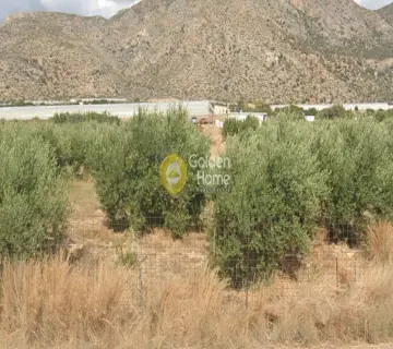 Golden Home Property Image