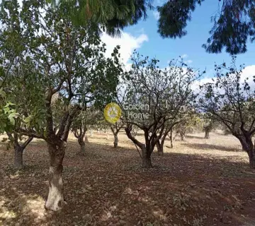Parcel 20000m<sup>2</sup> for sale photo 2