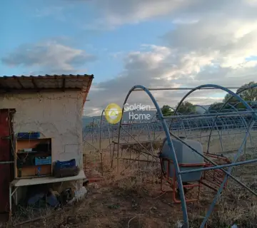 Αγροτεμάχιο 4000τ.μ. προς ενοικίαση φωτογραφία 4561153