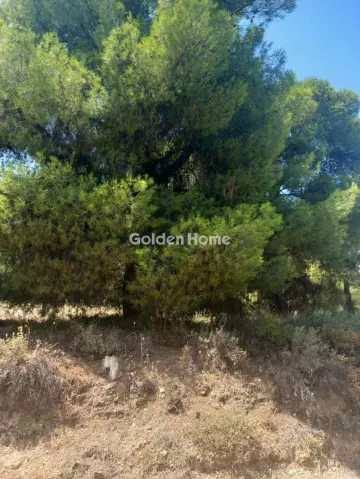 Οικιστικό 1200τ.μ. προς πώληση φωτογραφία 5601090