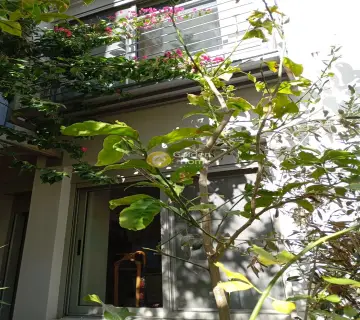 Golden Home Property Image