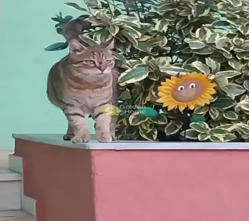 Golden Home Property Image