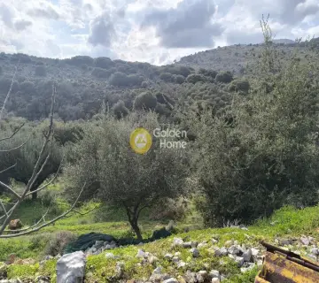 Οικιστικό 7500τ.μ. προς πώληση φωτογραφία 2