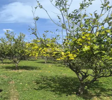 Professional Plot 2200m<sup>2</sup> for sale photo 4