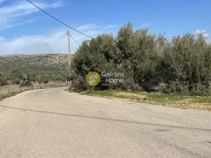 Professional Plot 13000m<sup>2</sup> for sale photo 5424330