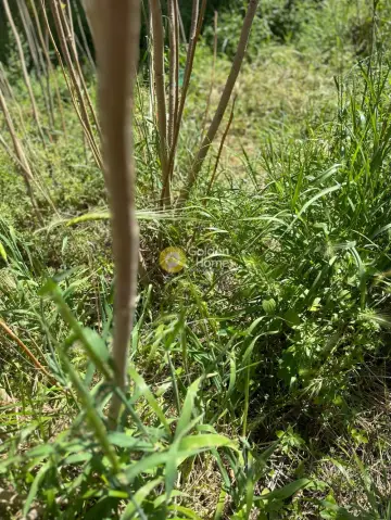 Οικιστικό 173τ.μ. προς πώληση φωτογραφία 2