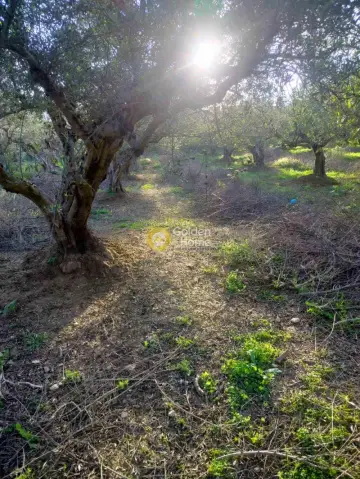Οικιστικό 1162τ.μ. προς πώληση φωτογραφία 4782640