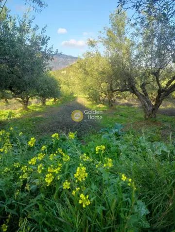 Οικιστικό 1162τ.μ. προς πώληση φωτογραφία 4782644