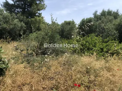 Professional Plot 4100m<sup>2</sup> for rent photo 3