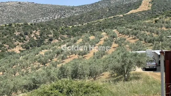 Area 100000m<sup>2</sup> for sale photo 4