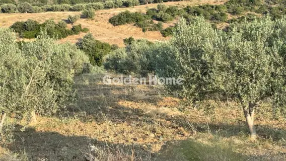 Area 100000m<sup>2</sup> for sale photo 16