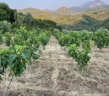 Golden Home Property Image