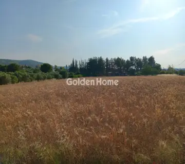 Αγροτεμάχιο 11800τ.μ. προς πώληση φωτογραφία 2