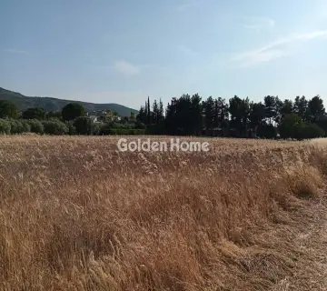 Αγροτεμάχιο 11800τ.μ. προς πώληση φωτογραφία 3