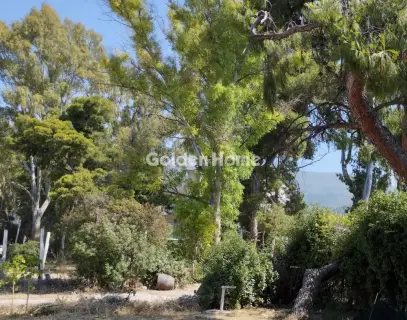 Professional Plot 13000m<sup>2</sup> for sale photo 4