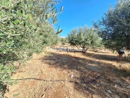 Residential 4500m<sup>2</sup> for sale photo 12