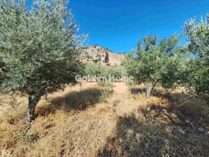 Residential 4500m<sup>2</sup> for sale photo 13