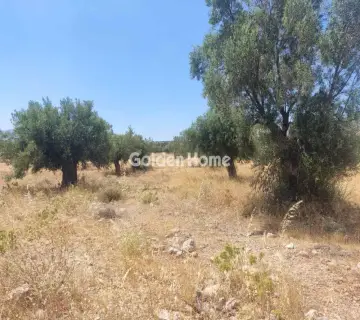Professional Plot 9000m<sup>2</sup> for sale photo 4928668