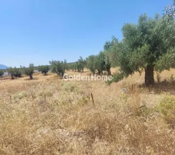 Professional Plot 9000m<sup>2</sup> for sale photo 4928671