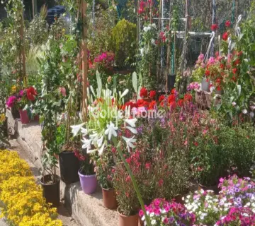 Golden Home Property Image