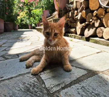 Golden Home Property Image