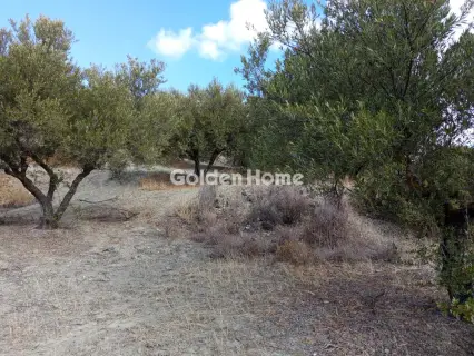 Professional Plot 18000m<sup>2</sup> for rent photo 1
