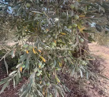 Επαγγελ. Οικόπεδο 4050τ.μ. προς πώληση φωτογραφία 4983985