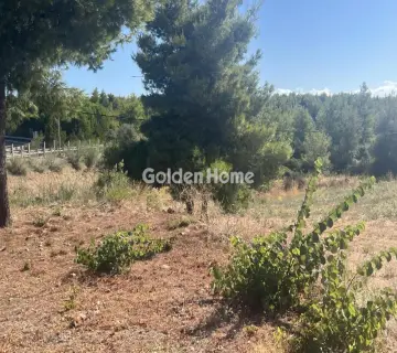 Επαγγελ. Οικόπεδο 8000τ.μ. προς ενοικίαση φωτογραφία 4987113