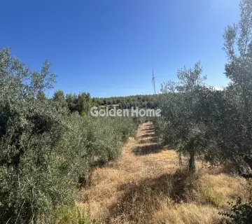 Επαγγελ. Οικόπεδο 8000τ.μ. προς ενοικίαση φωτογραφία 4987115