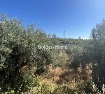 Επαγγελ. Οικόπεδο 8000τ.μ. προς ενοικίαση φωτογραφία 4987118