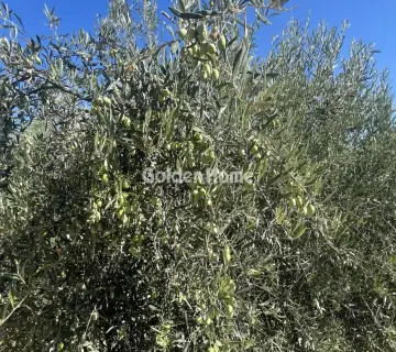 Επαγγελ. Οικόπεδο 8000τ.μ. προς ενοικίαση φωτογραφία 4987119