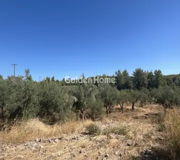 Επαγγελ. Οικόπεδο 8000τ.μ. προς ενοικίαση φωτογραφία 4987120