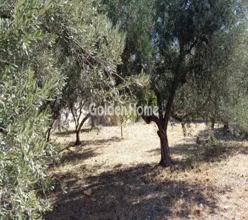 Επαγγελ. Οικόπεδο 1400τ.μ. προς ενοικίαση φωτογραφία 4996174