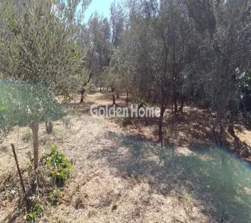Επαγγελ. Οικόπεδο 1400τ.μ. προς ενοικίαση φωτογραφία 4996179