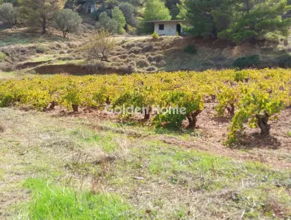 Golden Home Property Image