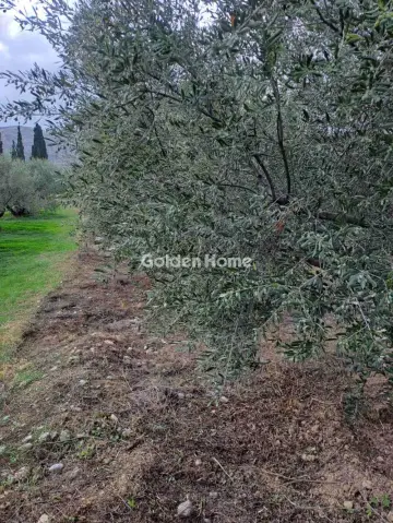Αγροτεμάχιο 1000τ.μ. προς πώληση φωτογραφία 3