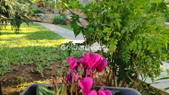 Golden Home Property Image