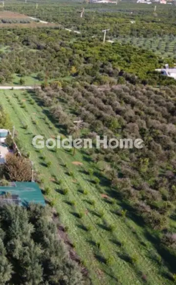 Golden Home Property Image