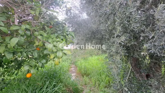 住宅 691m<sup>2</sup> for sale photo 5