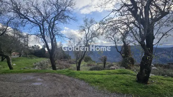 Golden Home Property Image
