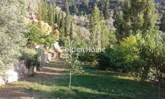 Golden Home Property Image